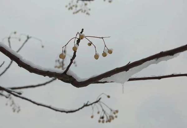 清、楝（廉）1_副本.jpg